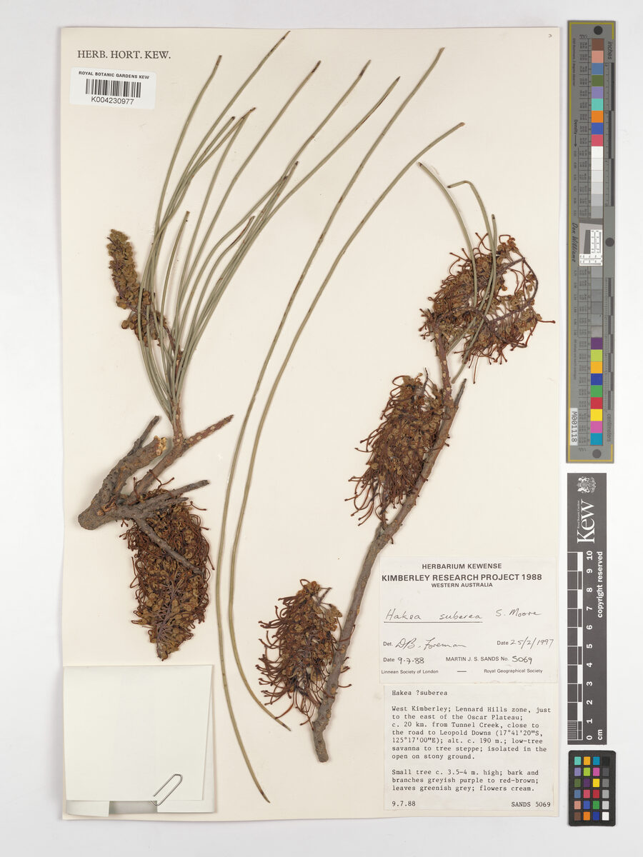 Hakea suberea (Long Leaf Corkwood) — photo
