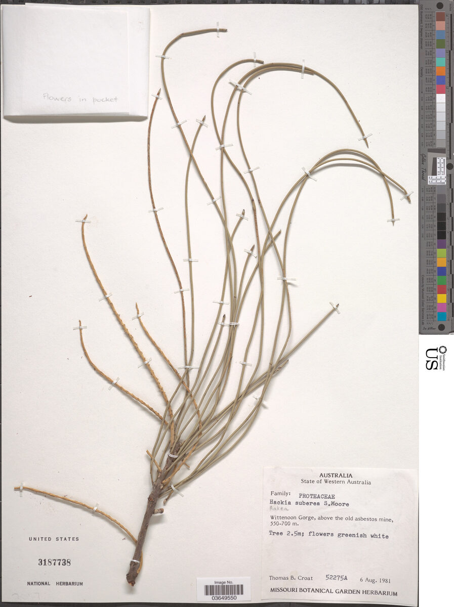 Hakea suberea (Long Leaf Corkwood) — photo