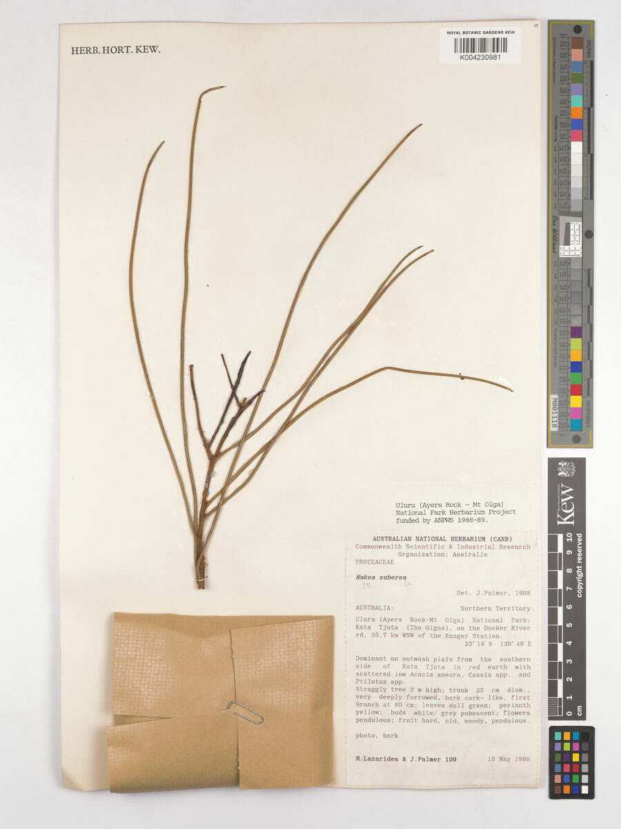Hakea suberea