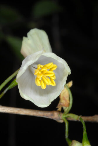 Halesia tetraptera (Silverbell or Mountain Silverbell) — photo