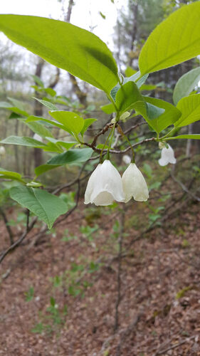 Halesia tetraptera (Silverbell or Mountain Silverbell) — photo