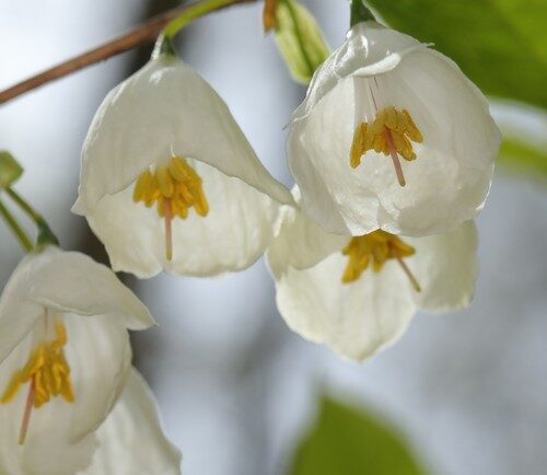 Halesia tetraptera