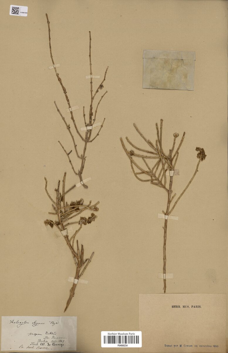 Haloxylon elegans