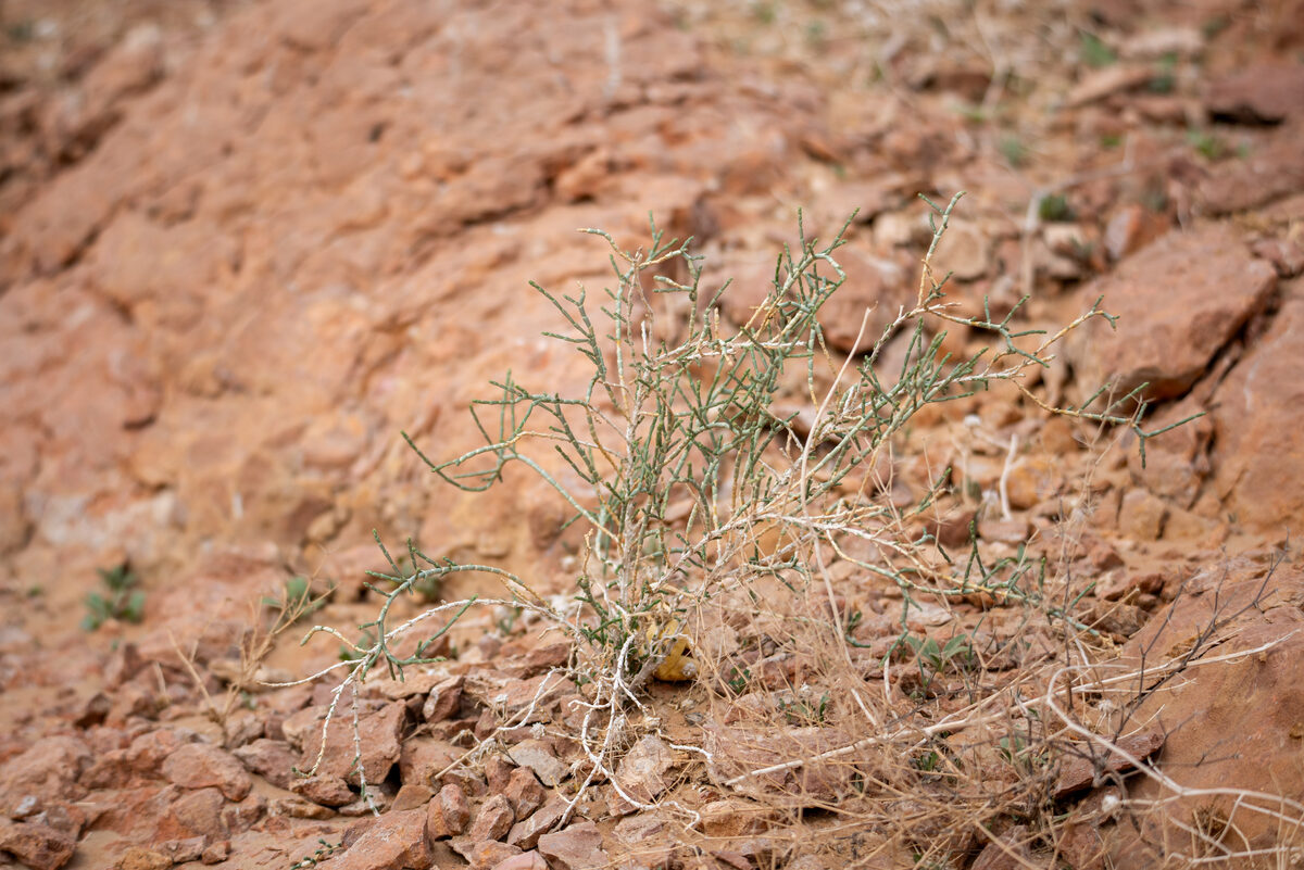 Haloxylon spp (Saxaul) — photo