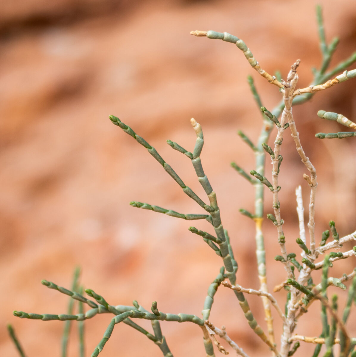 Haloxylon spp
