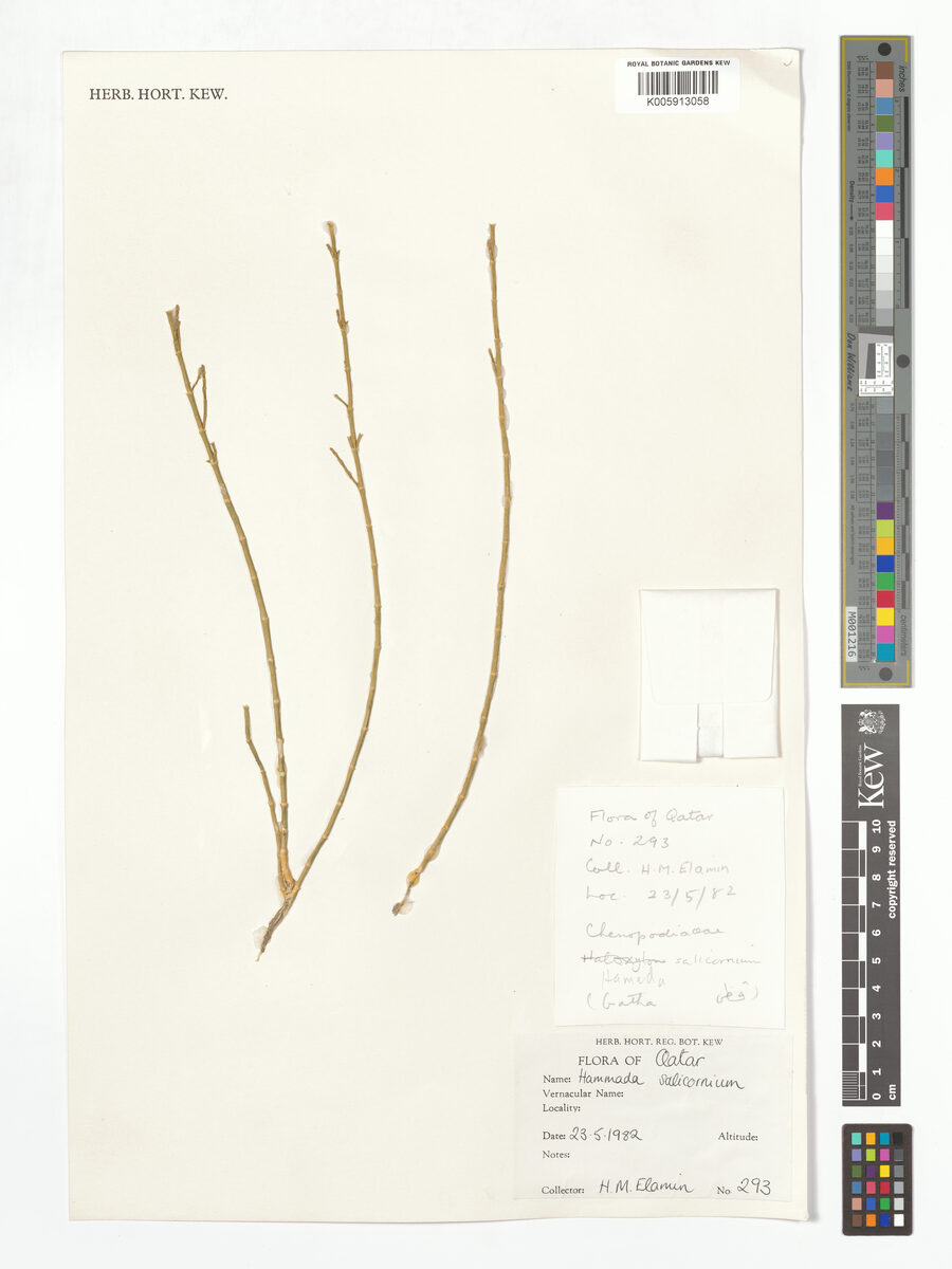 Hammada salicornica — photo