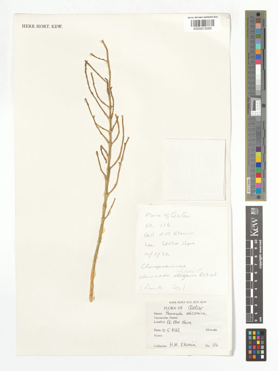 Hammada salicornica — photo