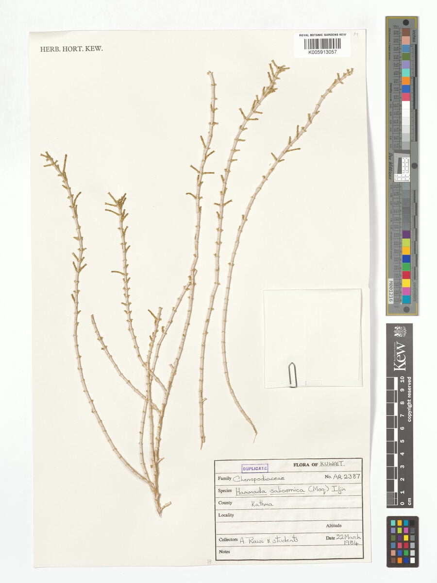 Hammada salicornica