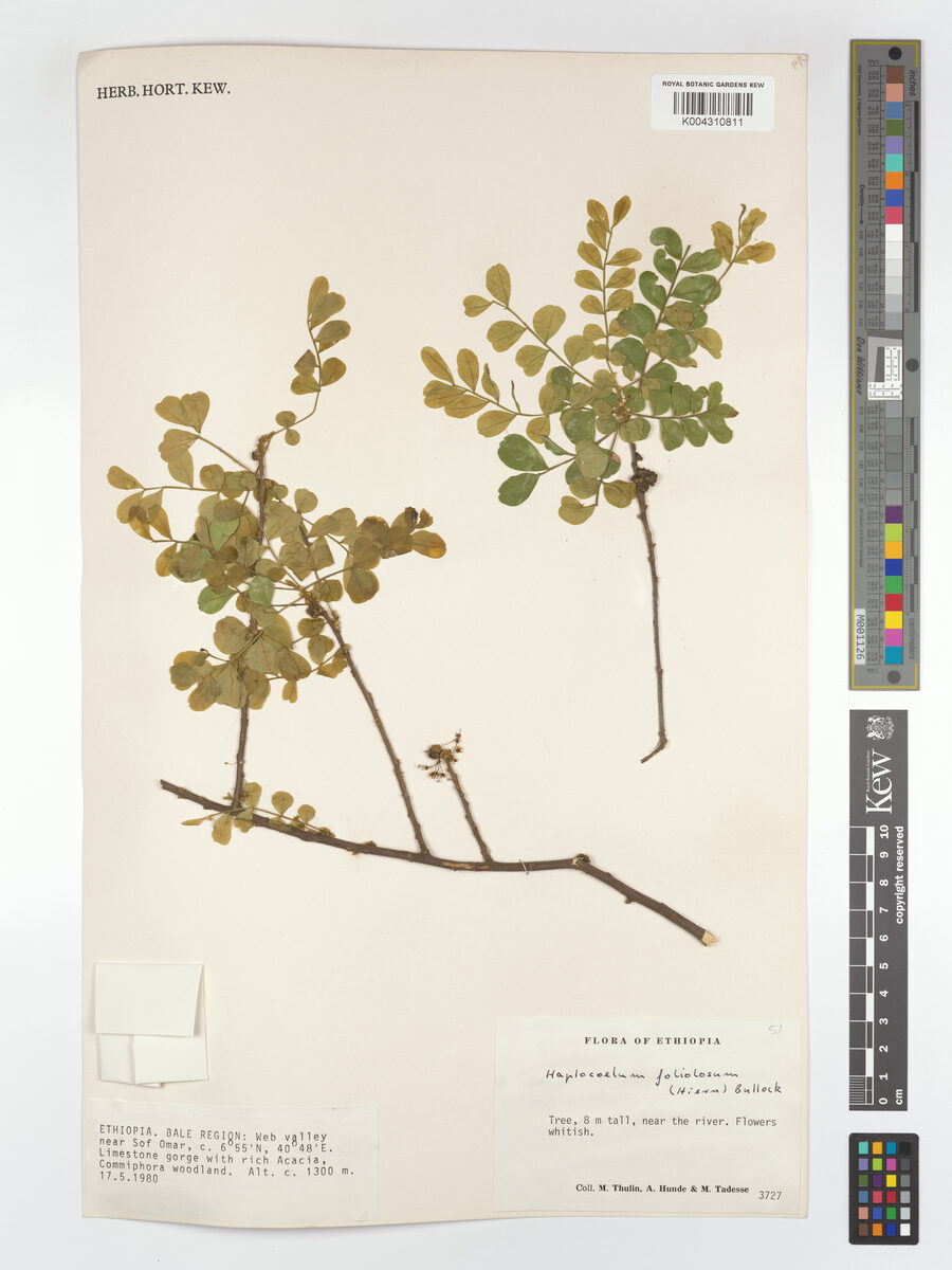 Haplocoelum gallaense (Umtambo tree) — photo