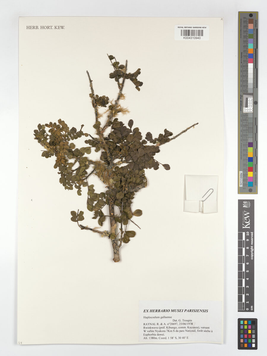 Haplocoelum gallaense (Umtambo tree) — photo