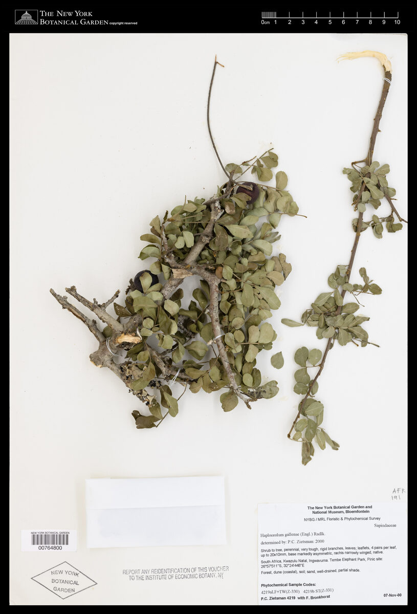 Haplocoelum gallaense