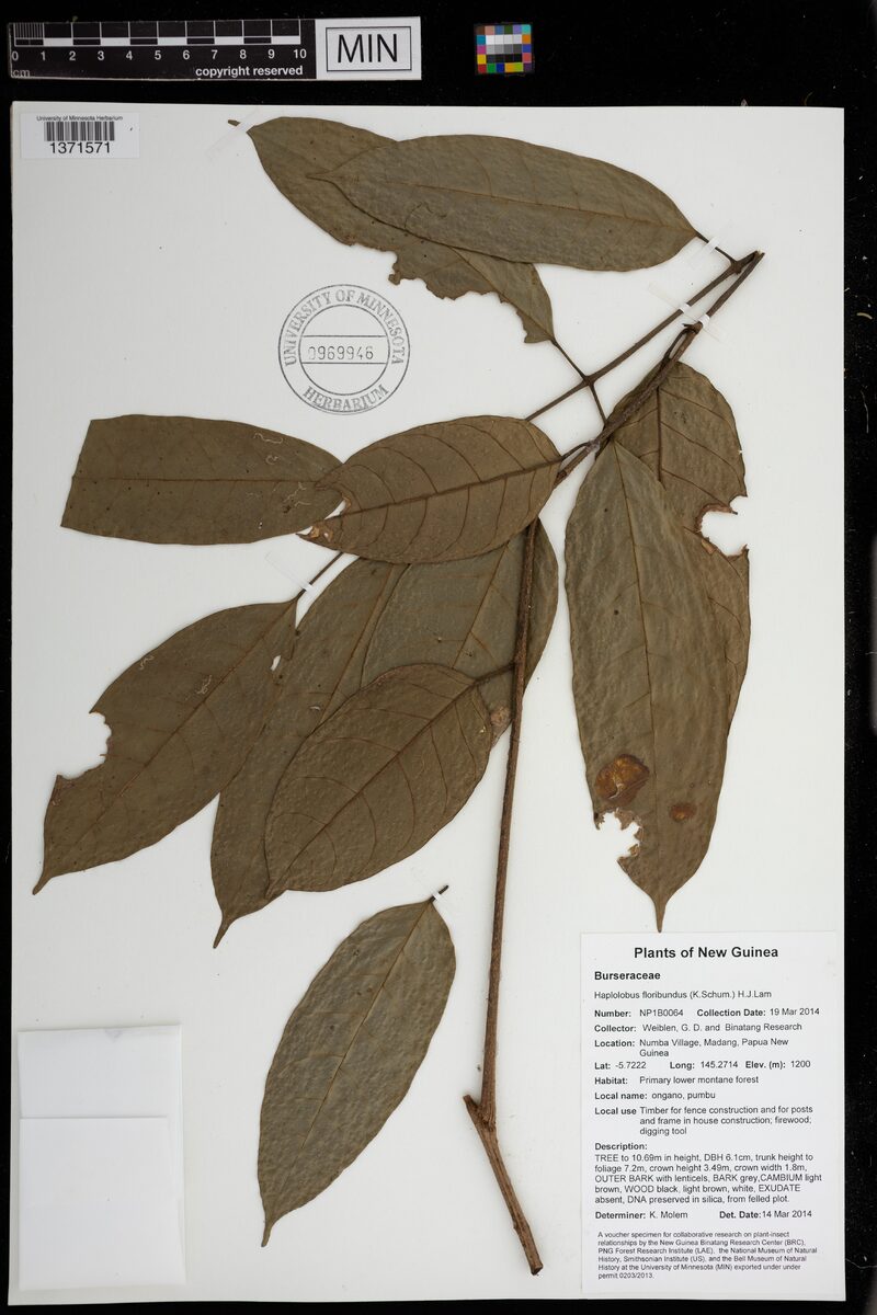 Haplolobus floribundus (Mala adoa) — photo