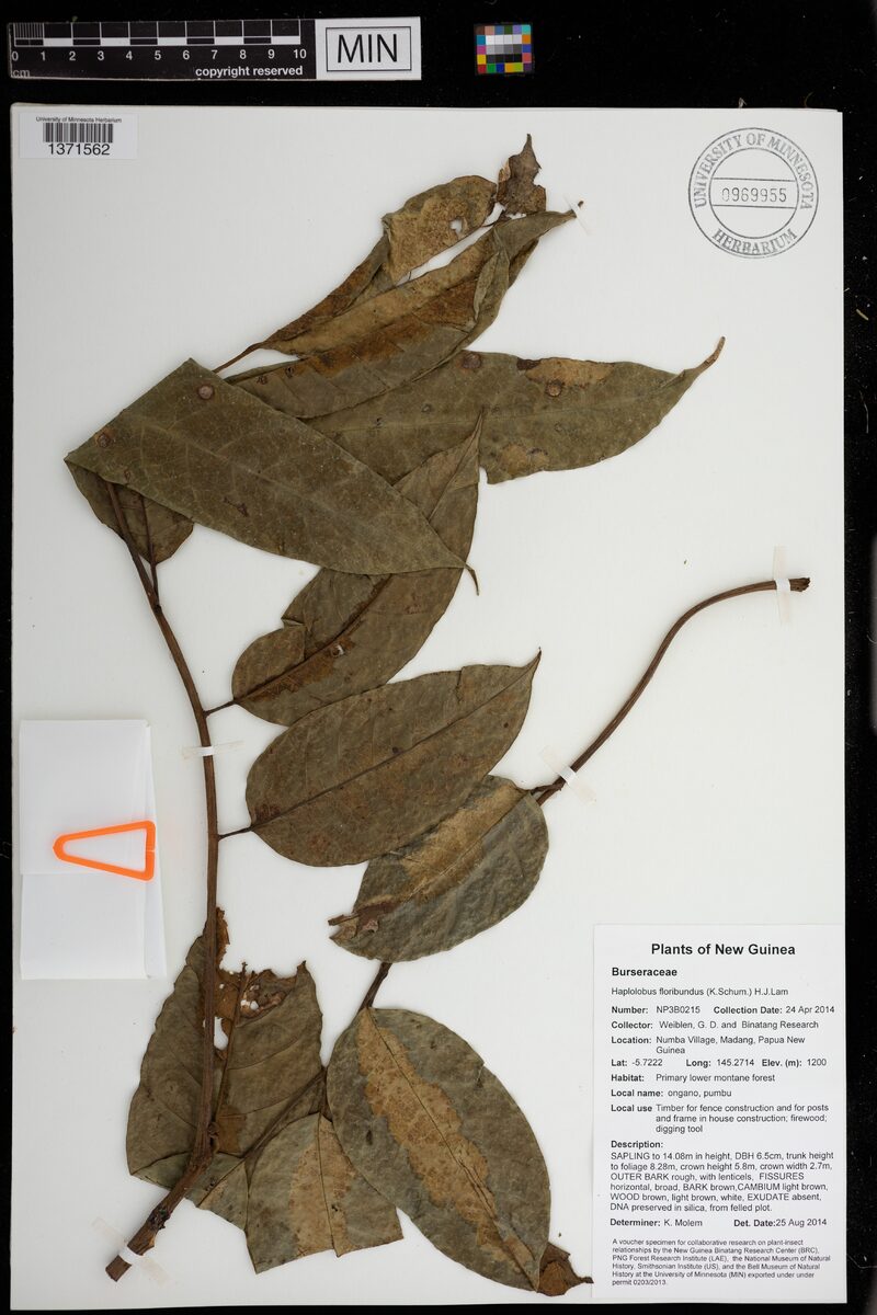 Haplolobus floribundus (Mala adoa) — photo