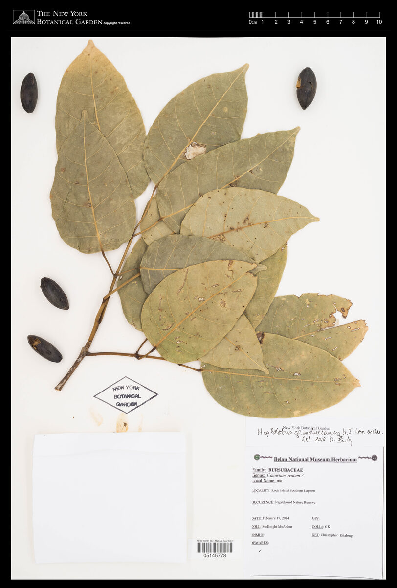 Haplolobus floribundus