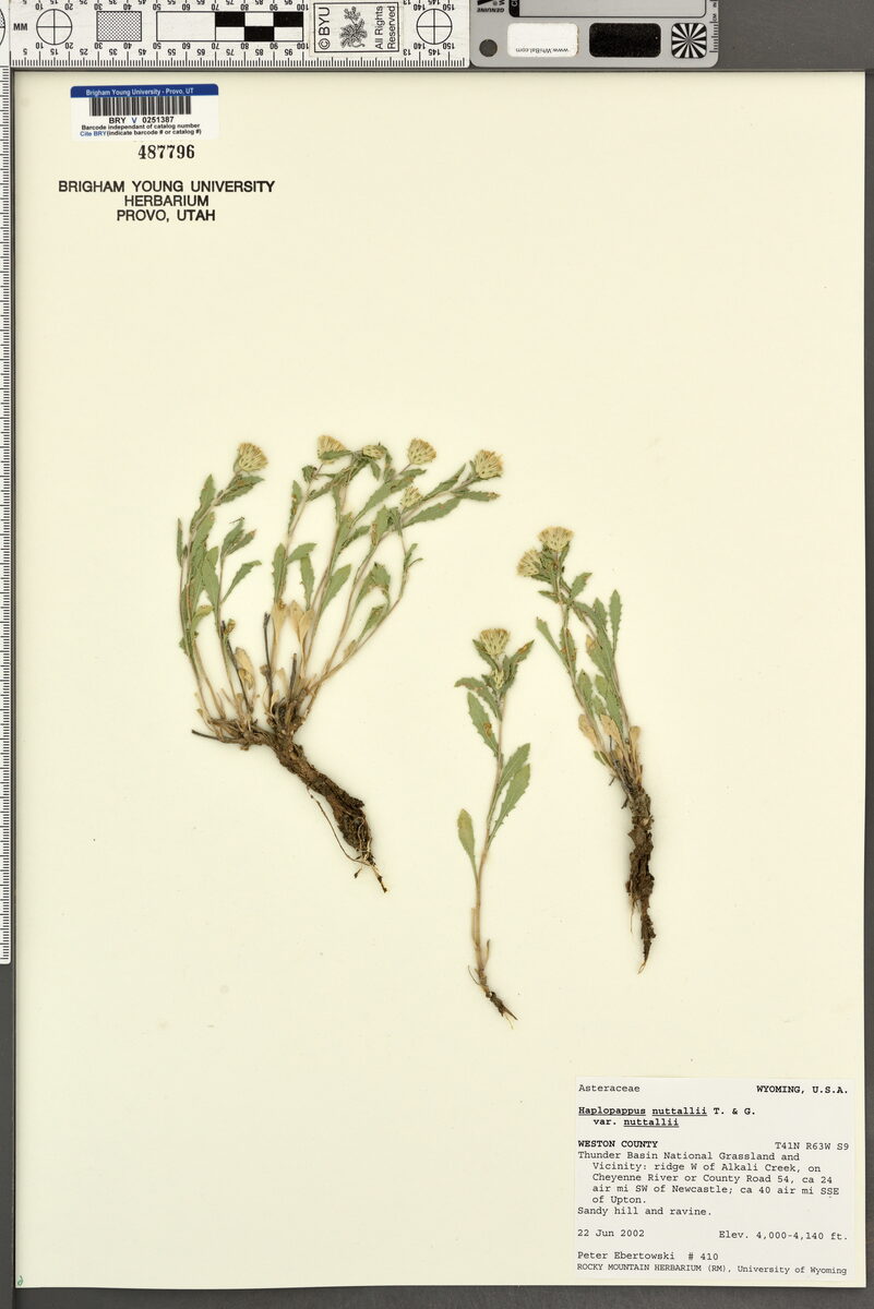 Haplopappus nuttallii — photo