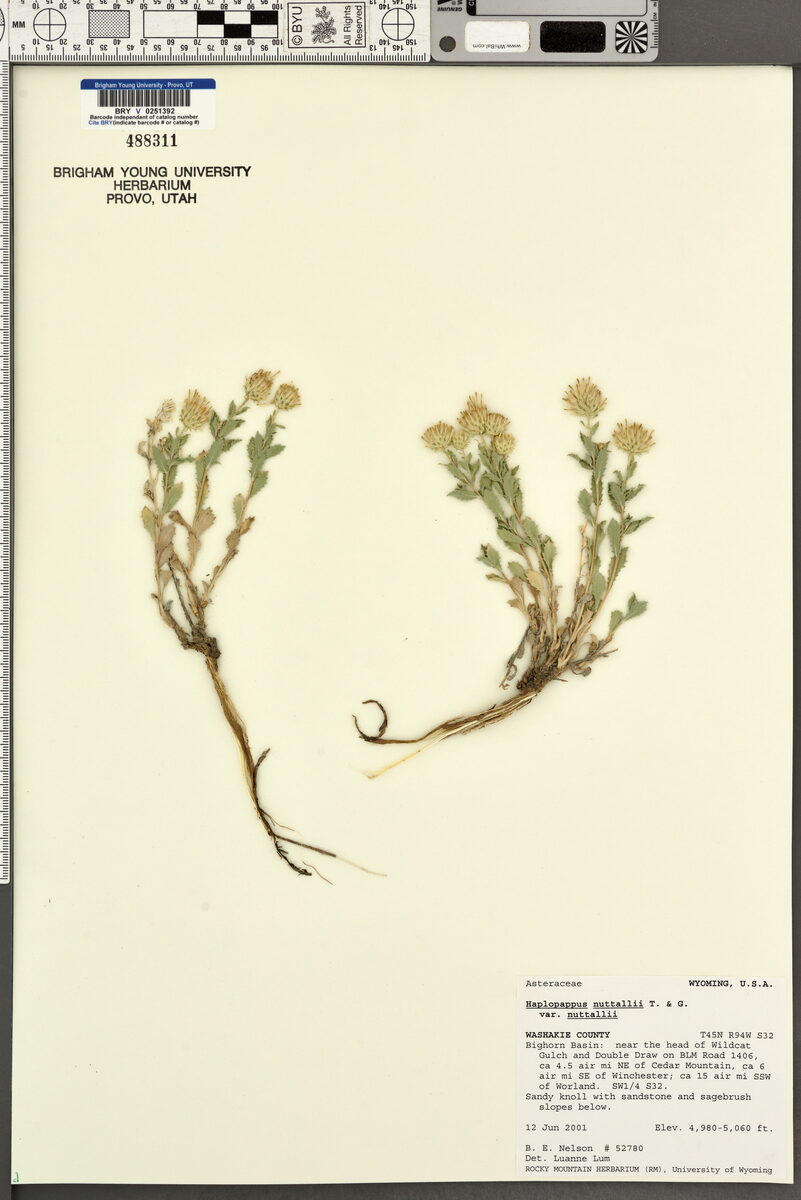 Haplopappus nuttallii — photo
