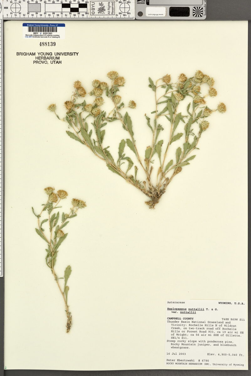Haplopappus nuttallii