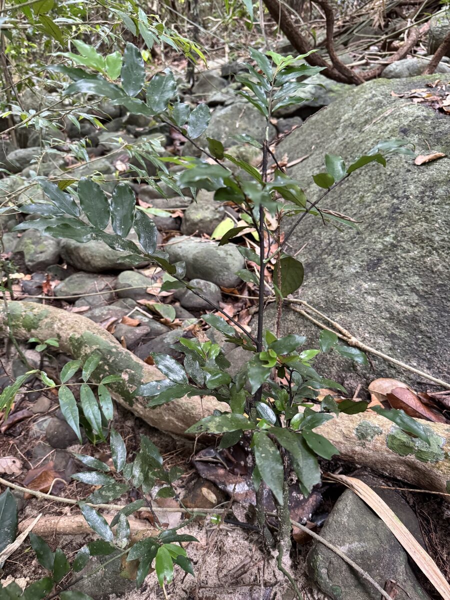 Haplostichanthus sp. — photo