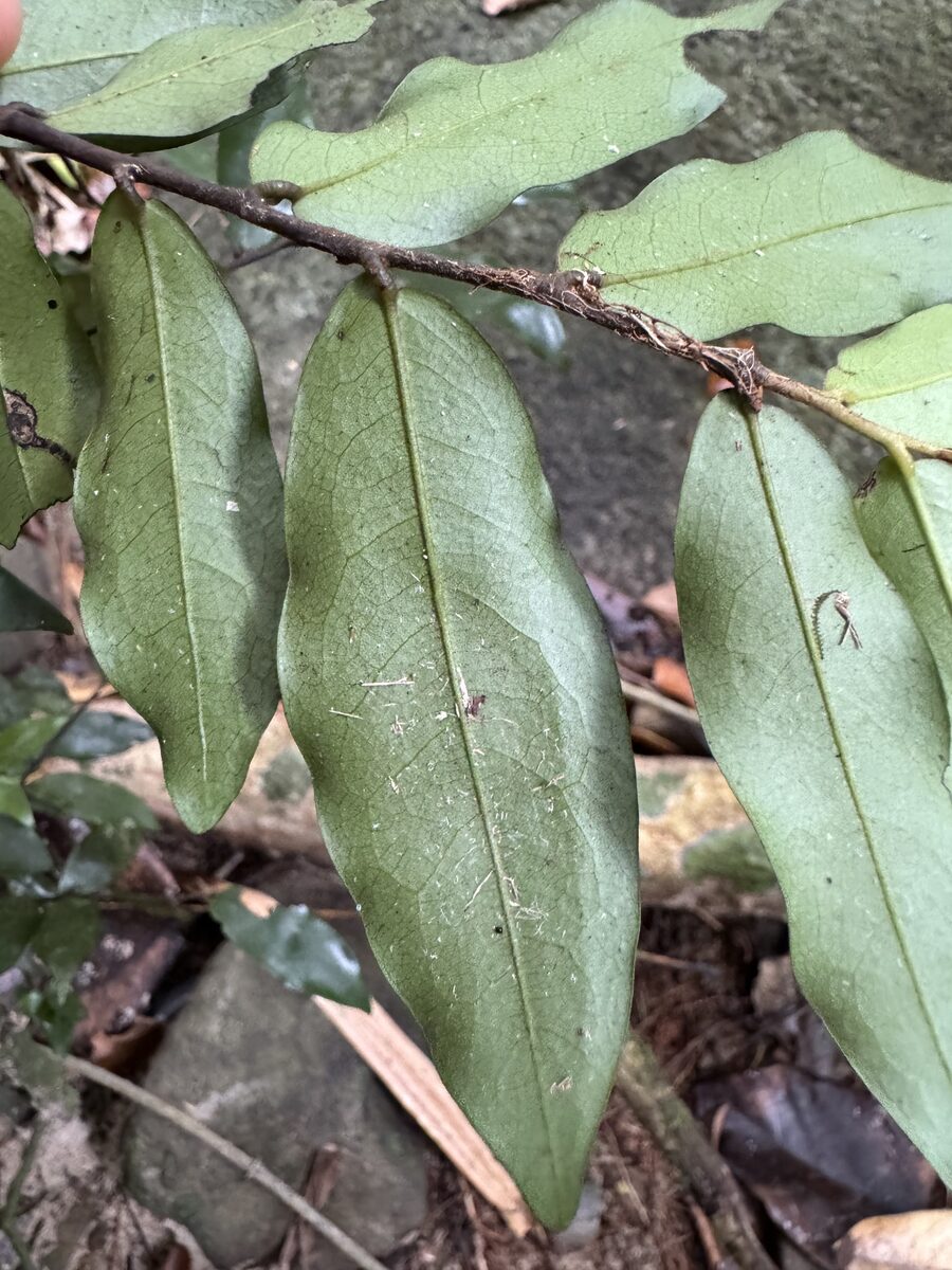 Haplostichanthus sp. — photo