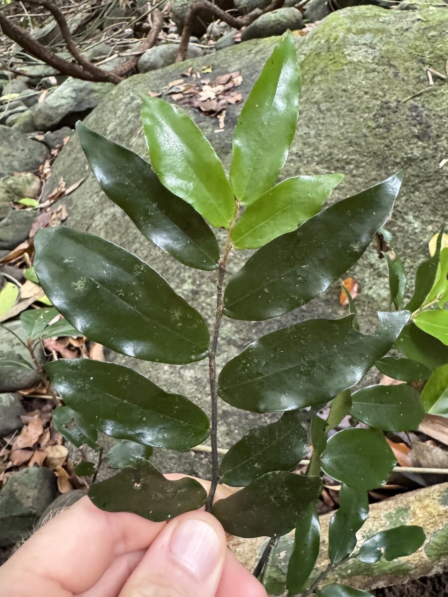 Haplostichanthus sp.