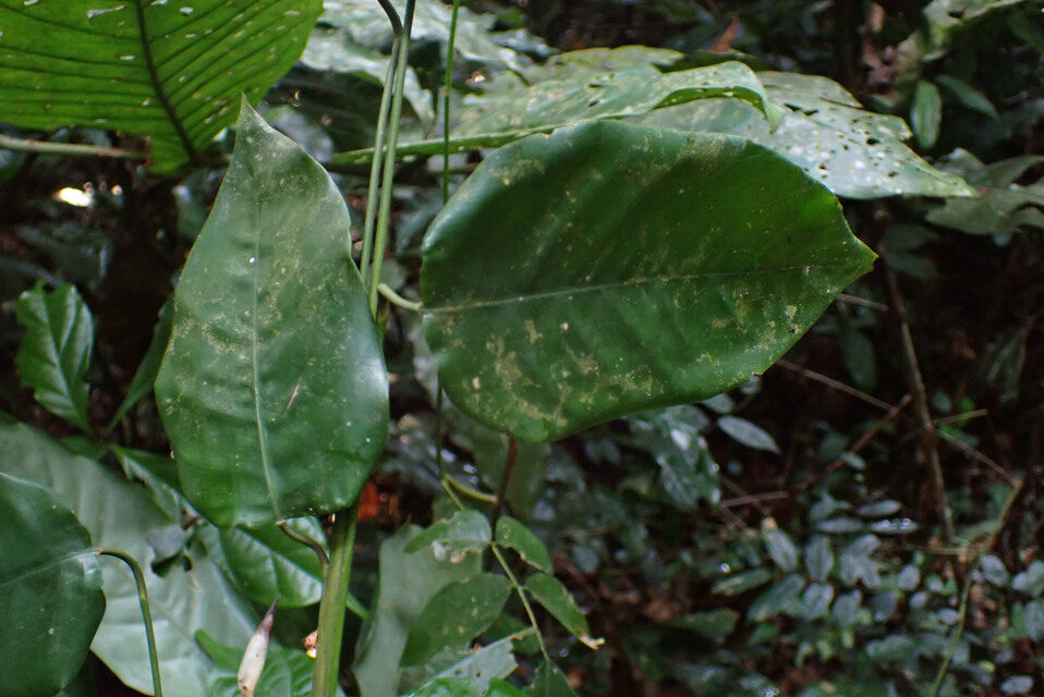 Haumania danckelmaniana — photo