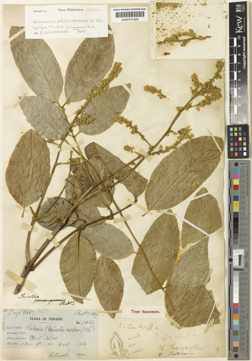 Hedyachras philippinensis