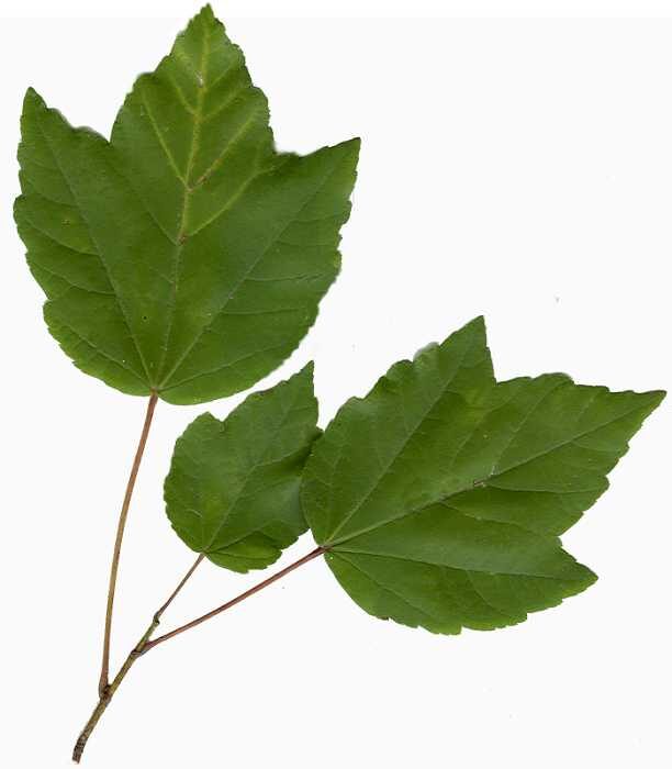 Hedyachras philippinensis (Mamoko) — photo