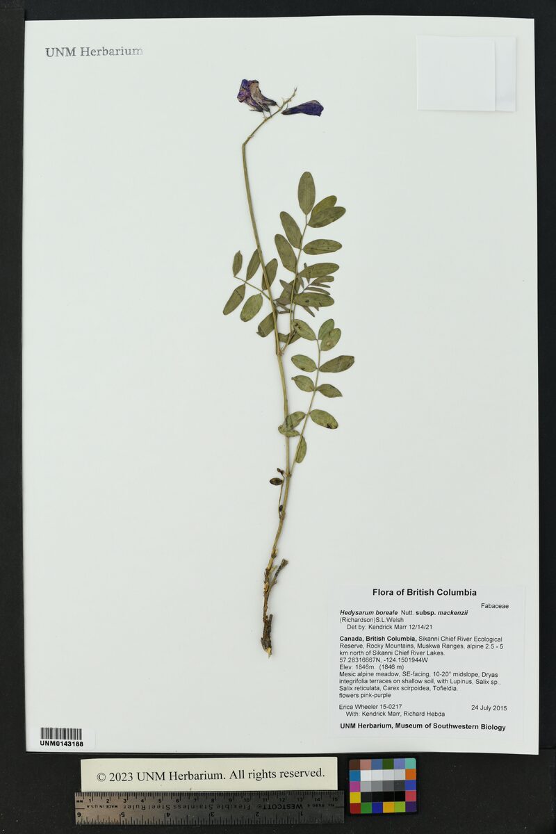Hedysarum boreale mackenzii - (Richardson.)Löve.&D.Löve. (Liquorice Root) — photo