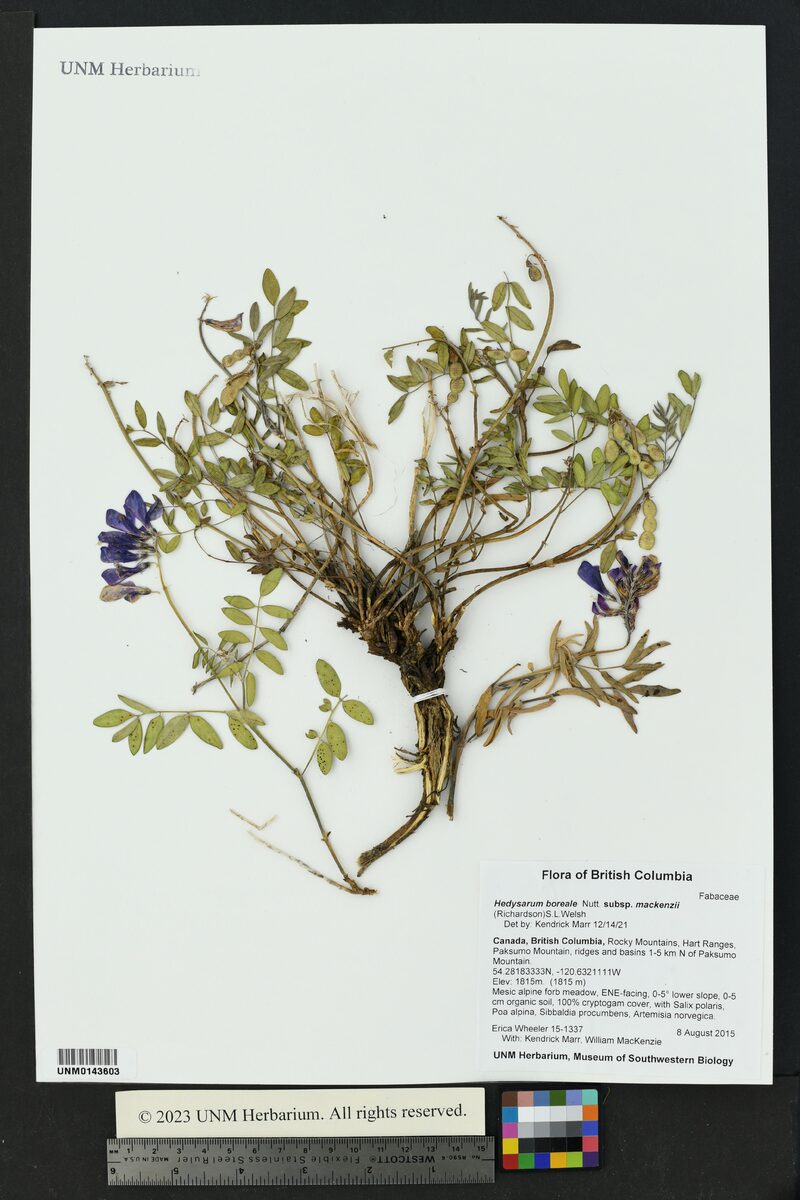 Hedysarum boreale mackenzii - (Richardson.)Löve.&D.Löve. (Liquorice Root) — photo
