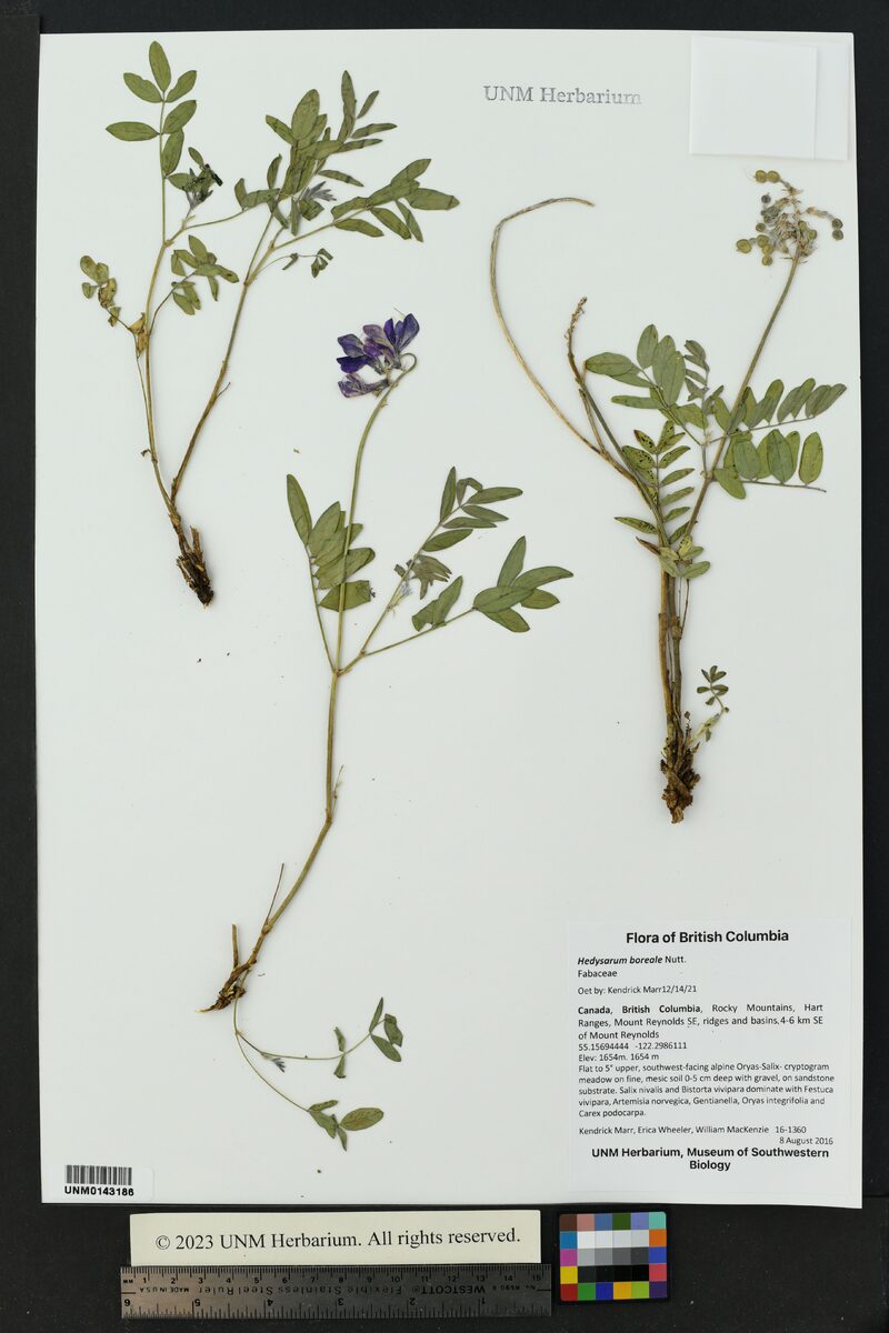 Hedysarum boreale mackenzii - (Richardson.)Löve.&D.Löve.