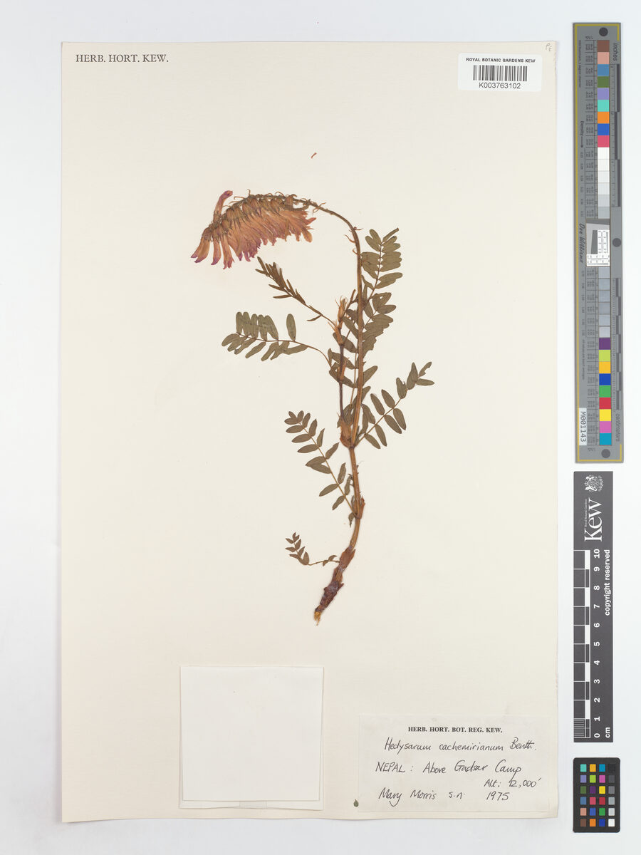 Hedysarum cachemirianum — photo