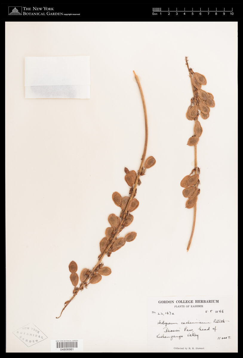 Hedysarum cachemirianum — photo