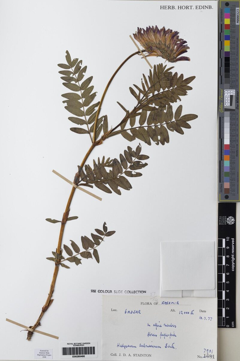 Hedysarum cachemirianum