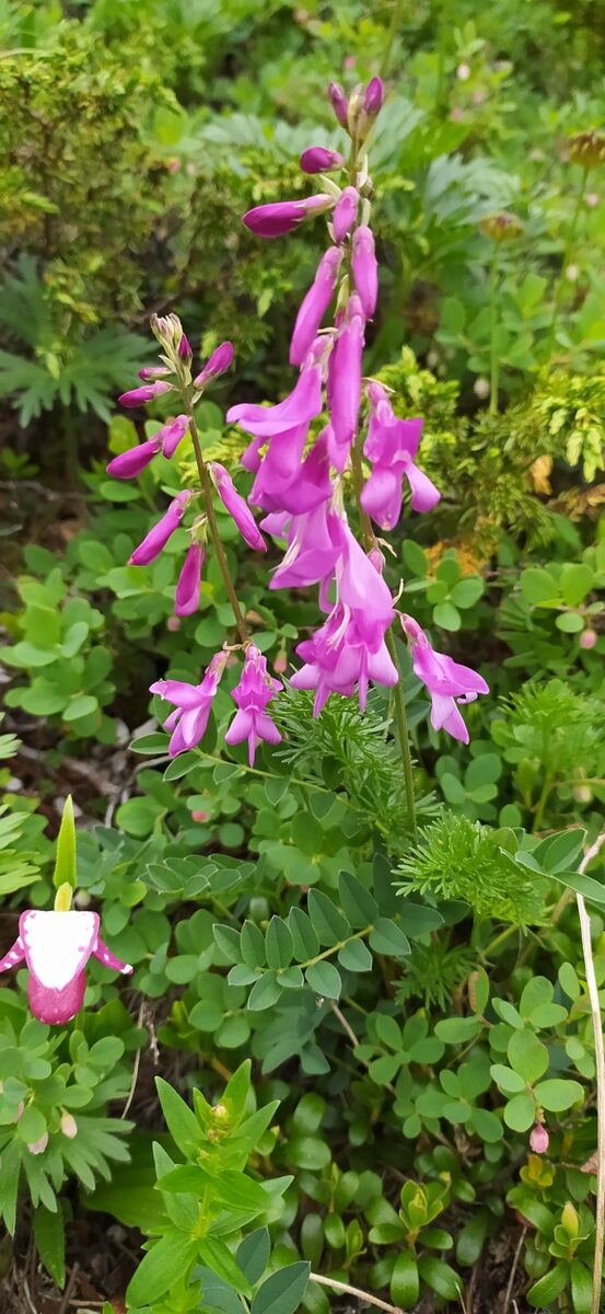 Hedysarum hedysaroides subsp. arcticum (Alpine loop) — photo