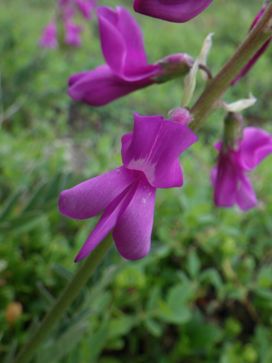 Hedysarum hedysaroides subsp. arcticum (Alpine loop) — photo