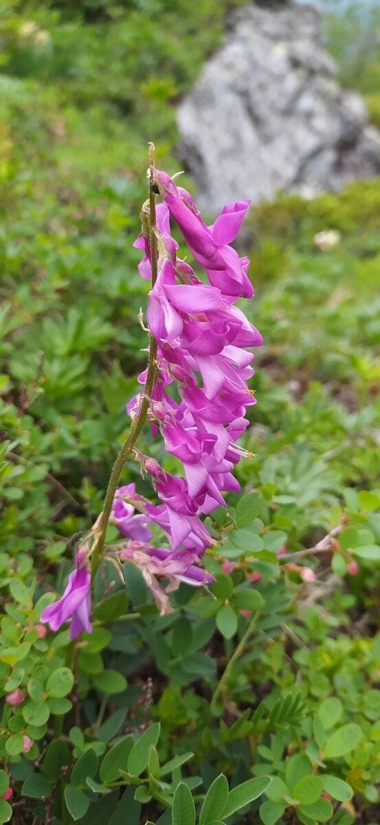 Hedysarum hedysaroides subsp. arcticum