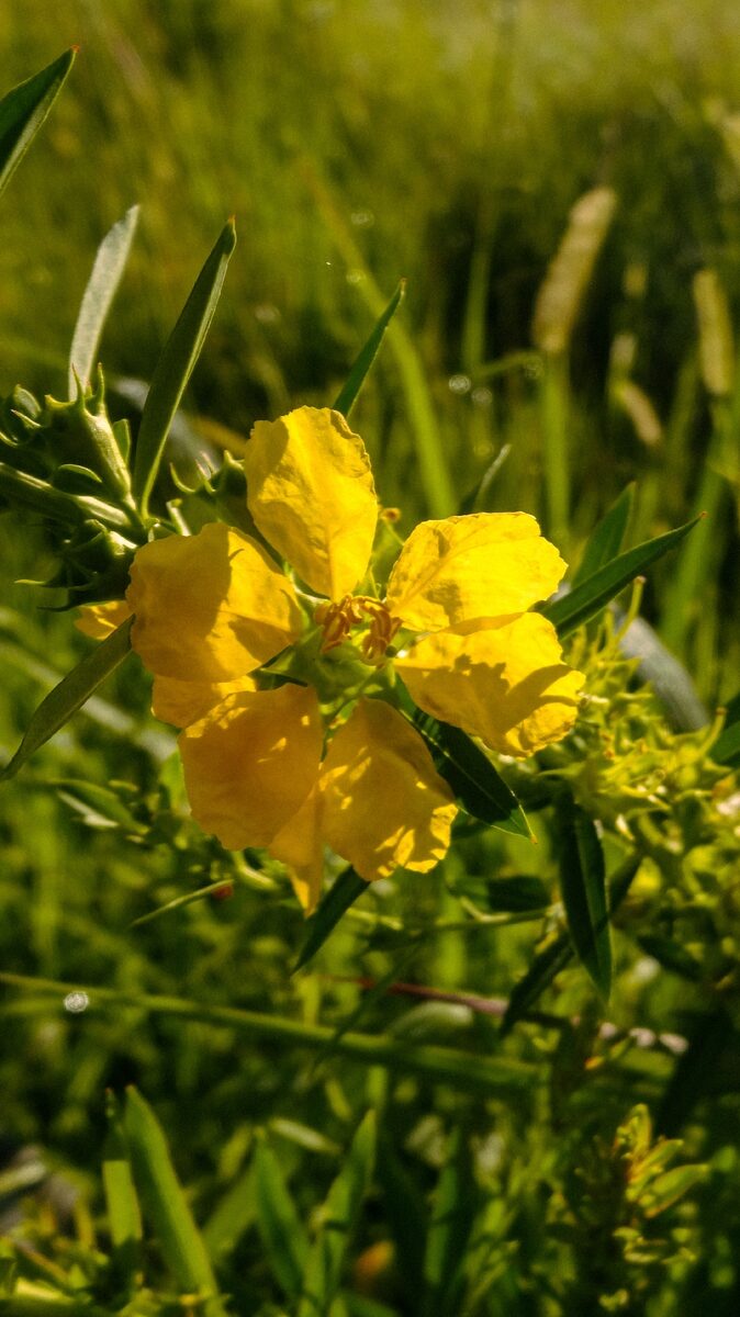 Heimia salicifolia - (Kunth.)Link. (Erva De Vida) — photo