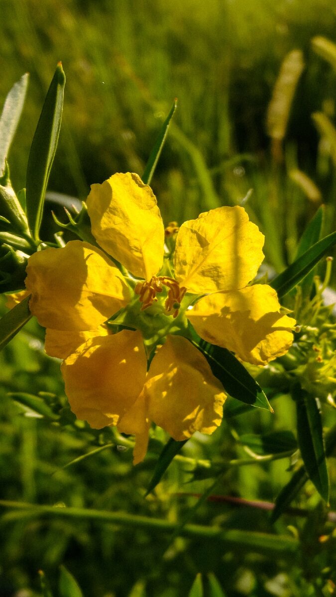 Heimia salicifolia - (Kunth.)Link. (Erva De Vida) — photo