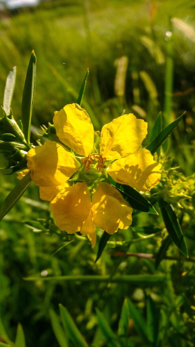 Heimia salicifolia - (Kunth.)Link.