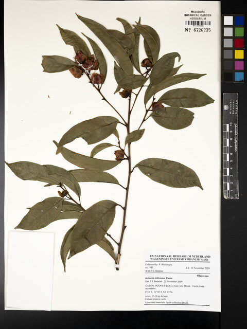 Heisteria trillesiana
