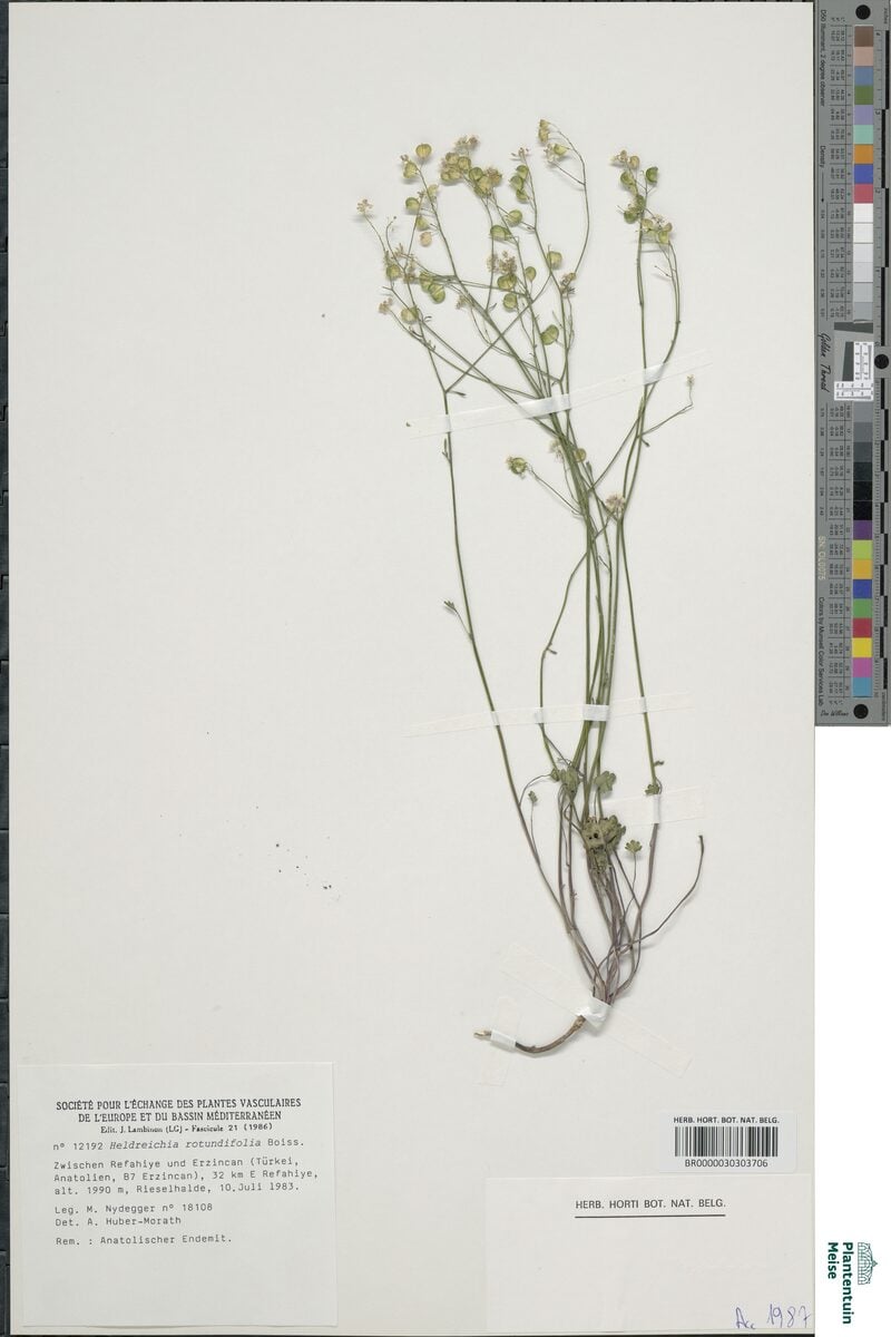 Heldreichia rotundifolia — photo