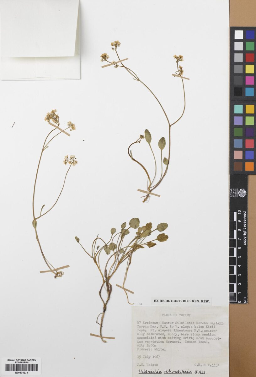 Heldreichia rotundifolia — photo