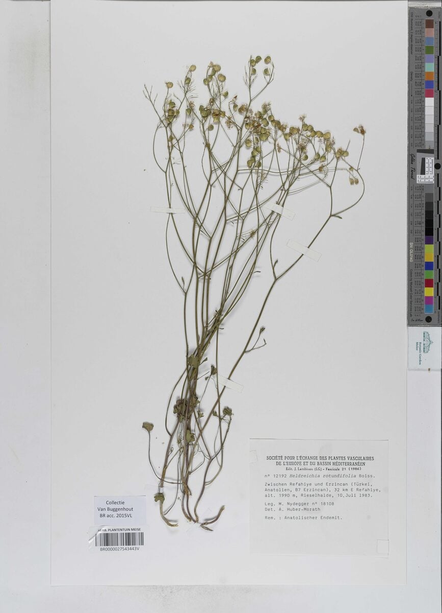 Heldreichia rotundifolia
