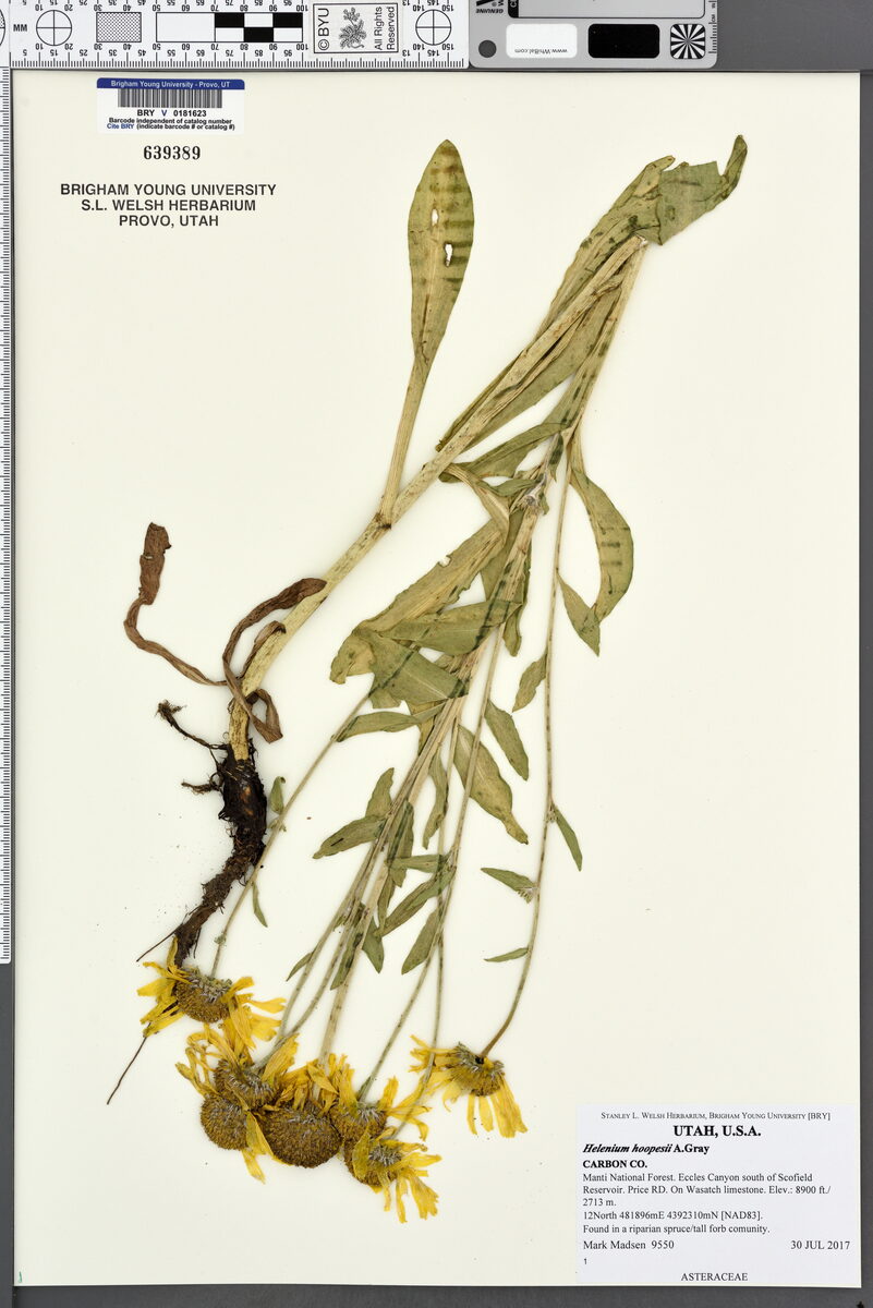 Helenium hoopesii (Owls Claws) — photo