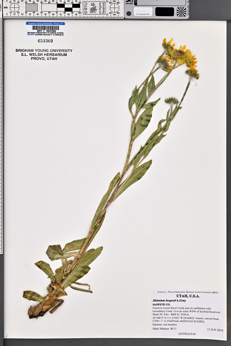 Helenium hoopesii (Owls Claws) — photo