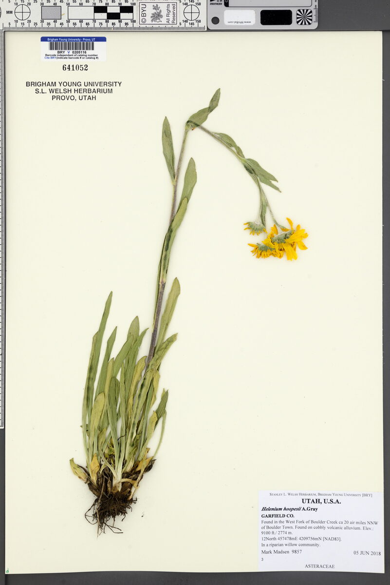 Helenium hoopesii