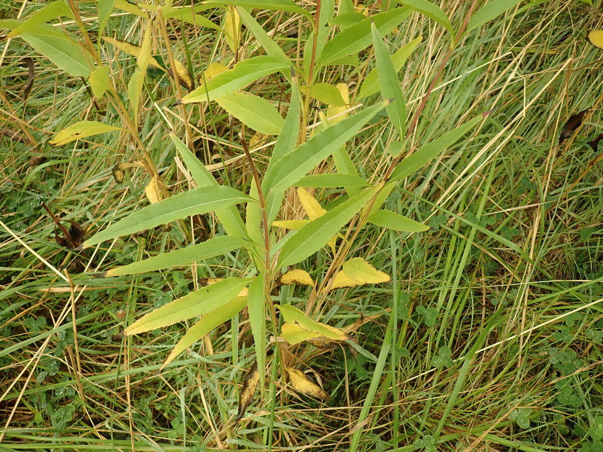 Helianthus laetiflorus