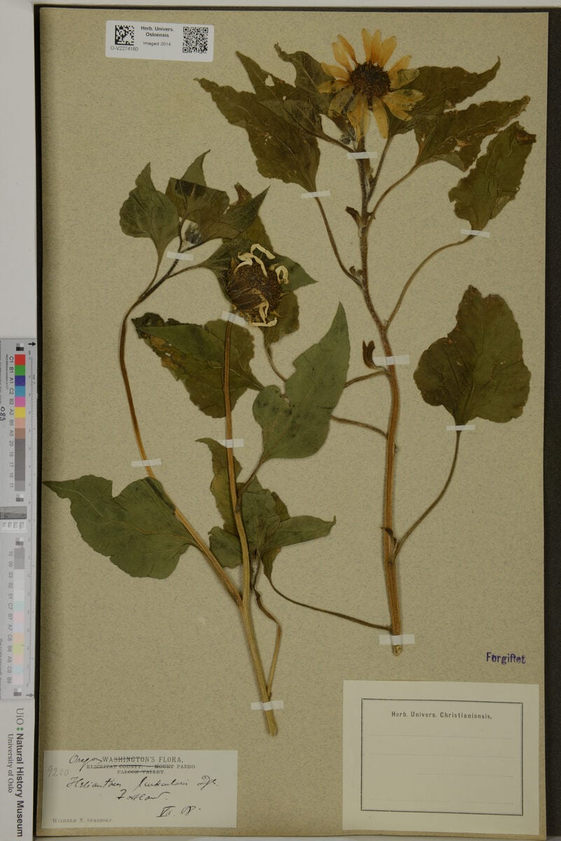 Helianthus lenticularis