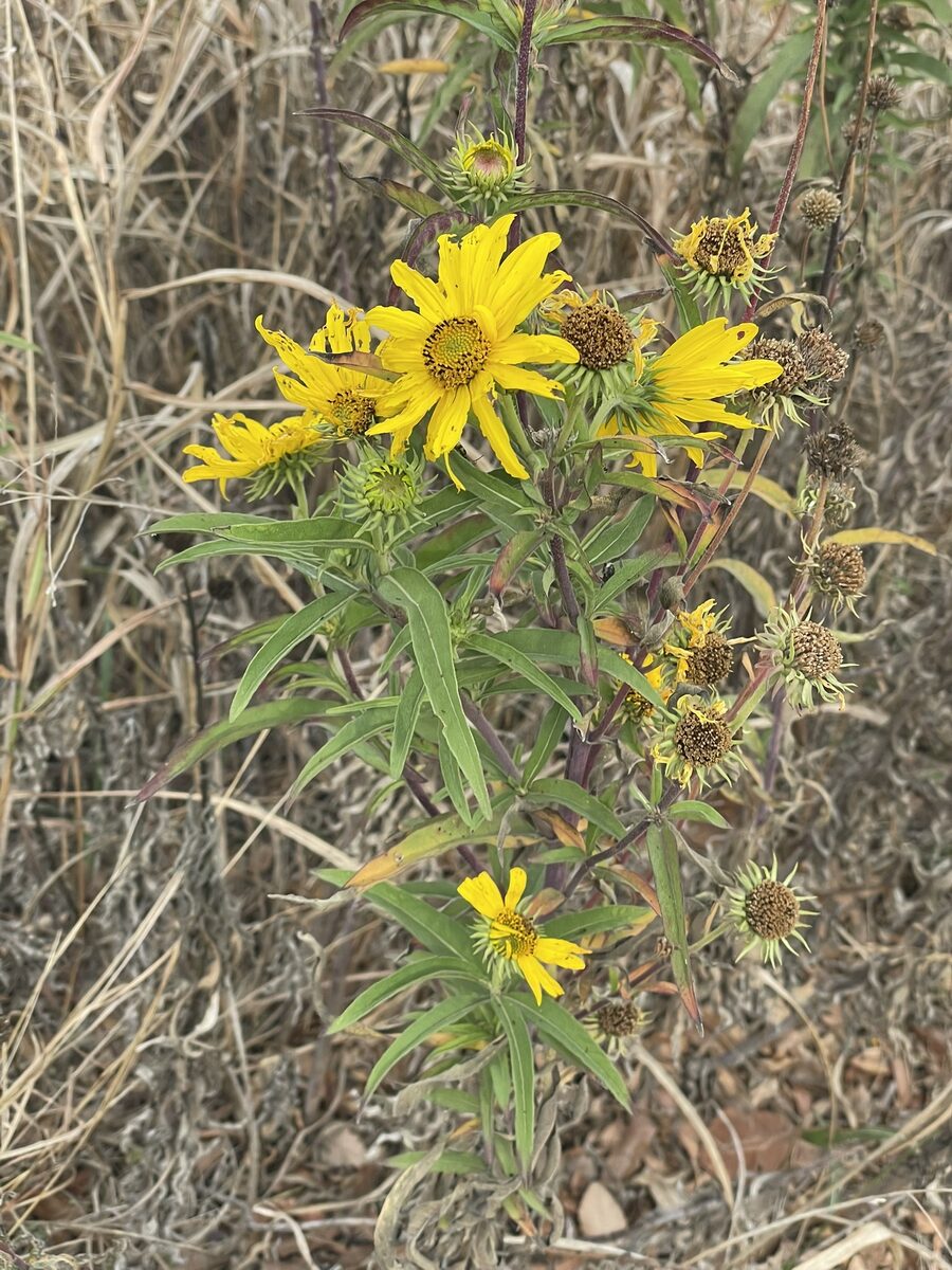 Helianthus maximilianii (Maximillian Sunflower) — photo