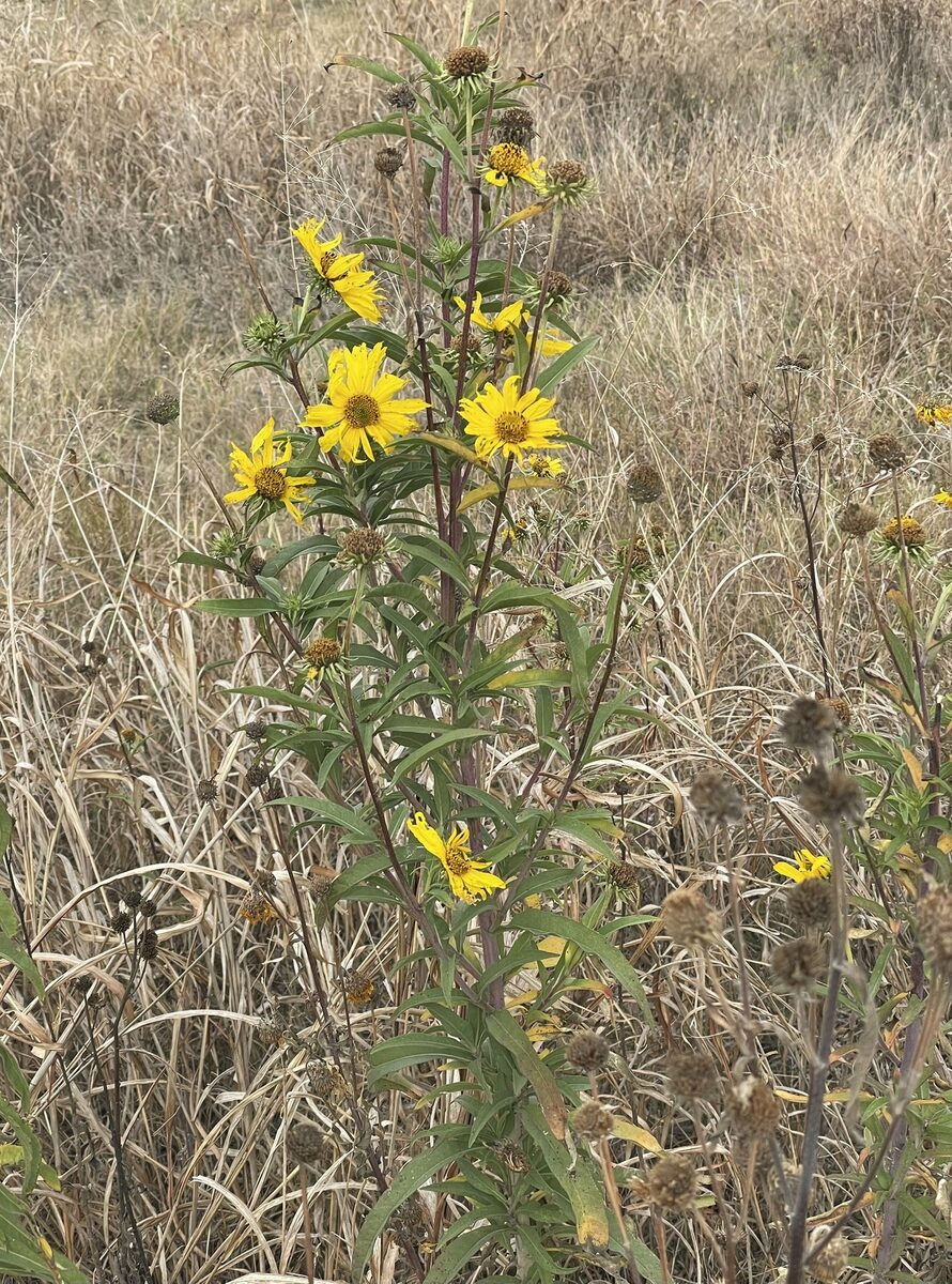Helianthus maximilianii (Maximillian Sunflower) — photo
